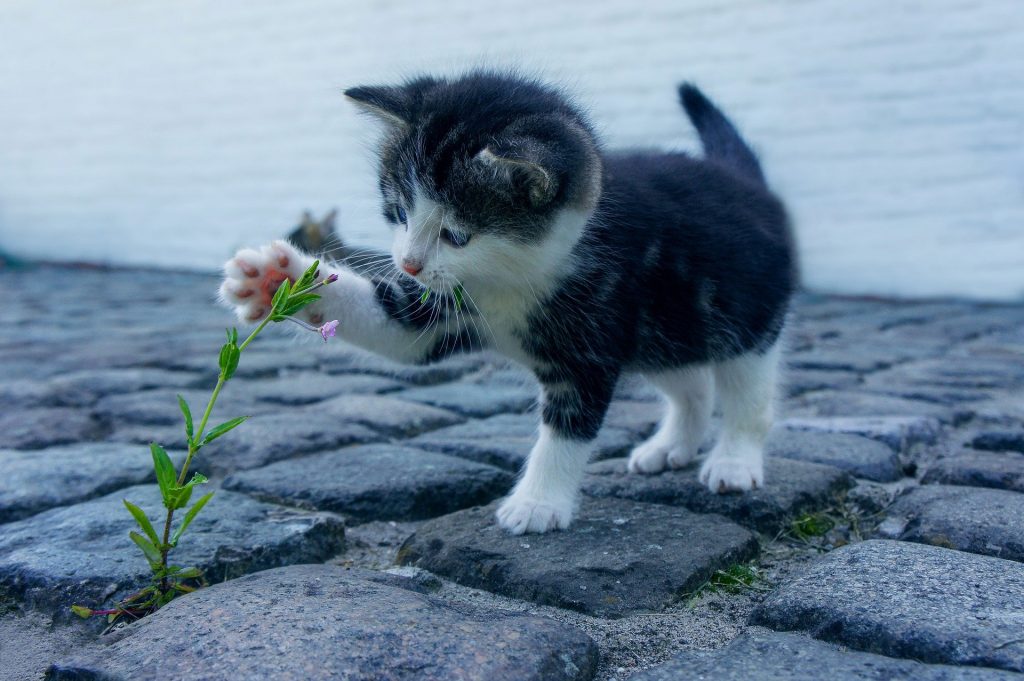 a cat exploring outside in a catio uk